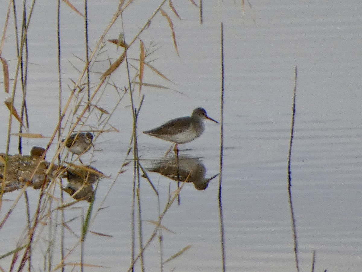 Common Redshank - ML646591798