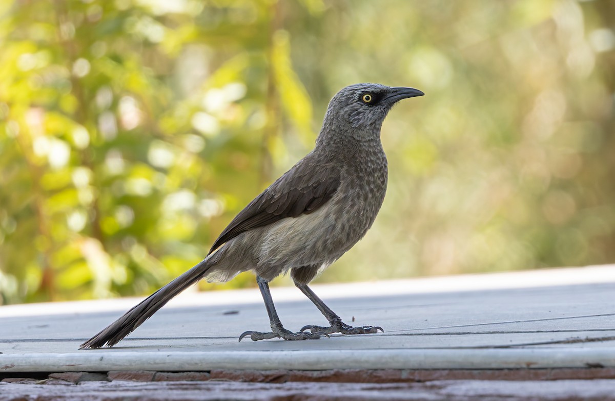 Black-faced Babbler - ML646591799