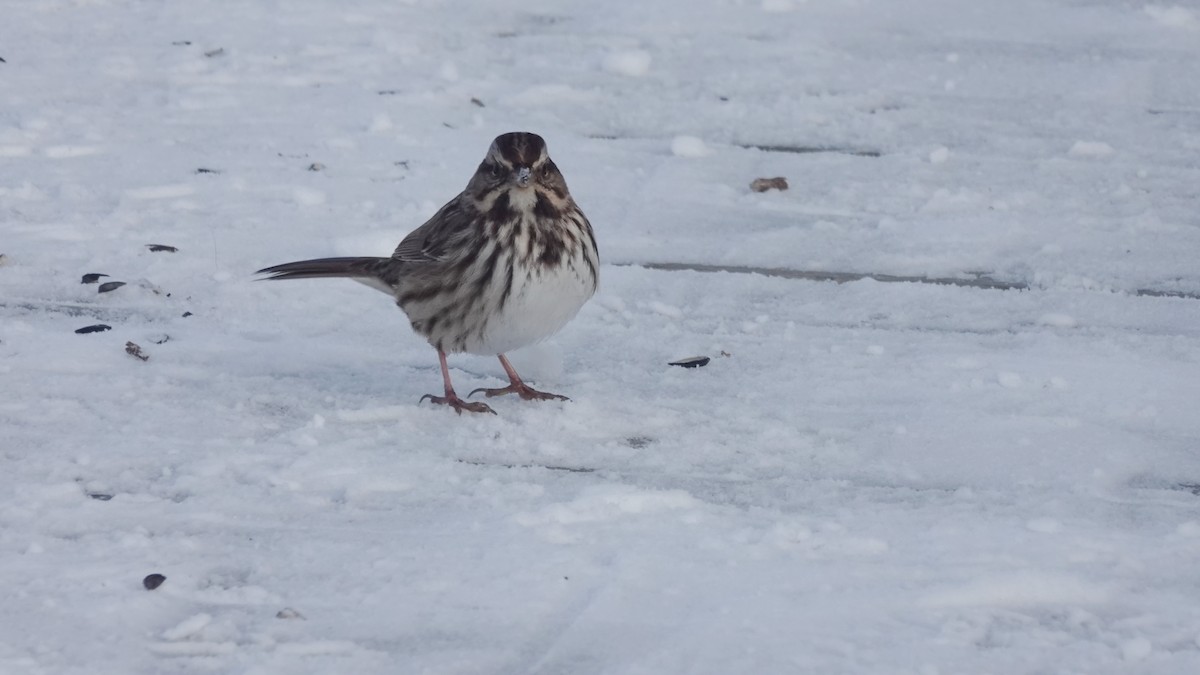 Певчая овсянка - ML646591803