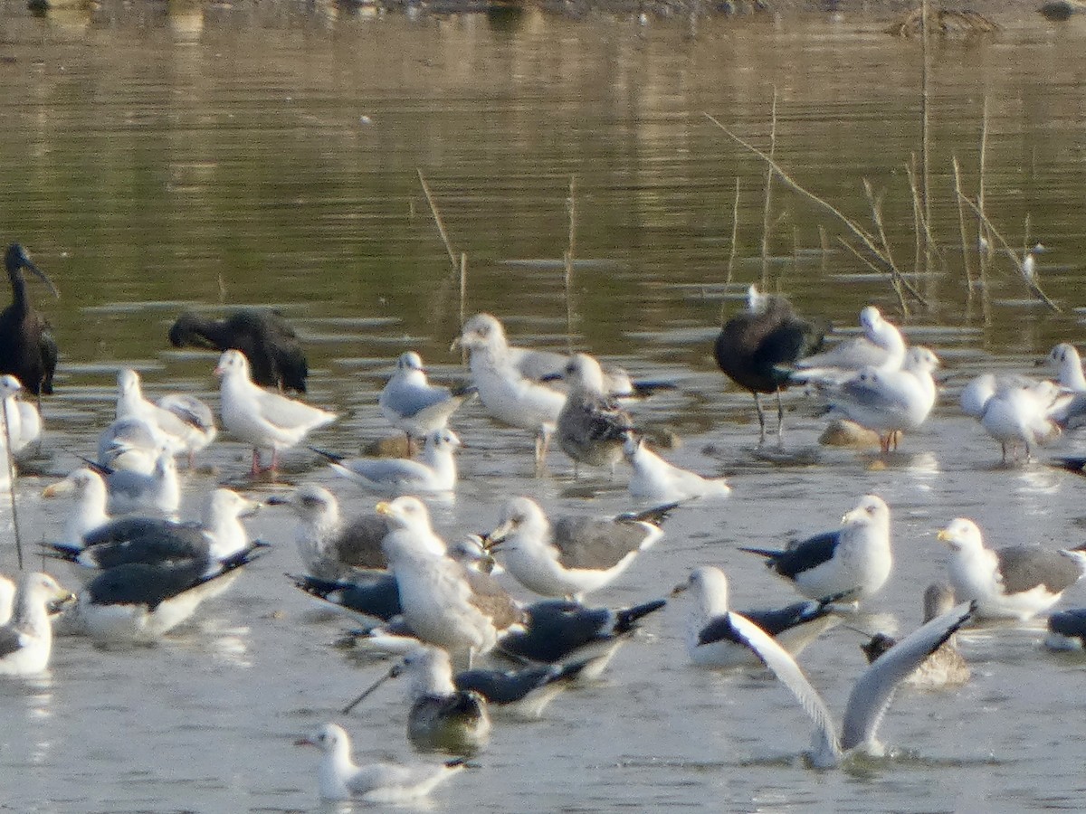 Yellow-legged Gull - ML646591808