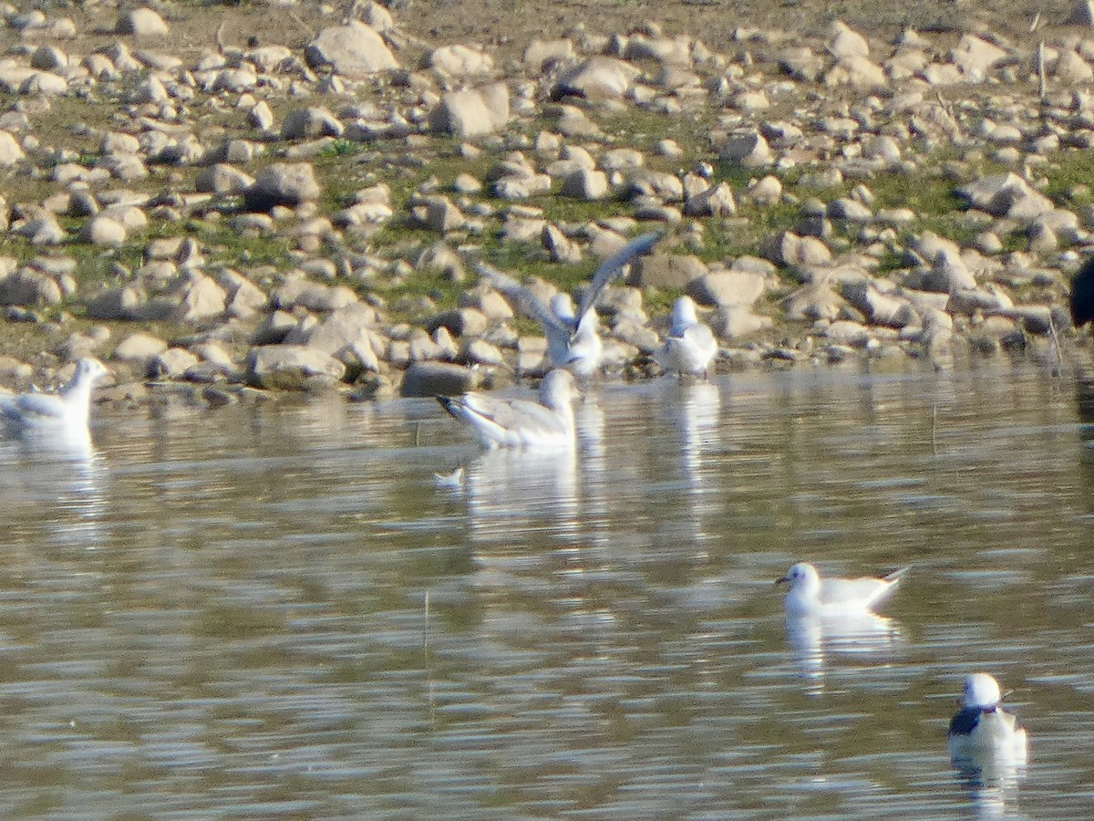 Yellow-legged Gull - ML646591809