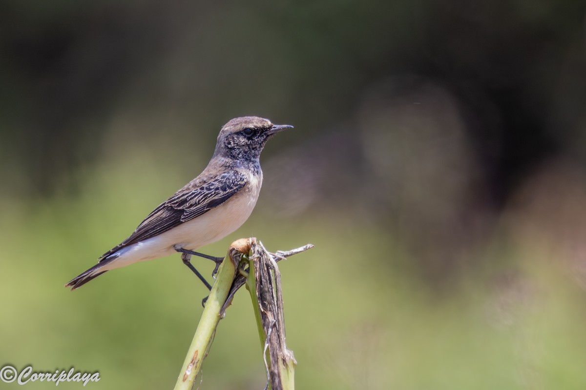 Pied Wheatear - ML646591810