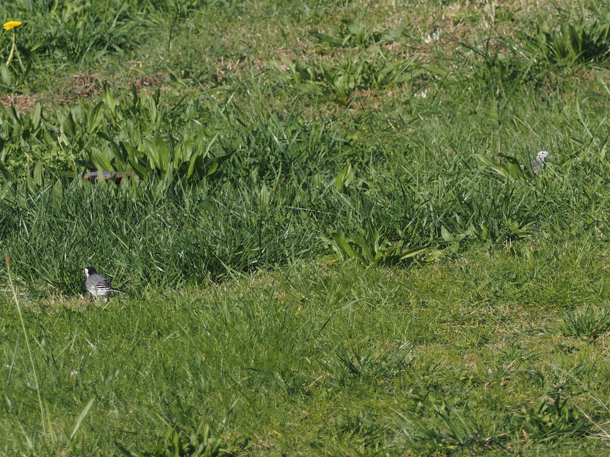 konipas bílý - ML646591812