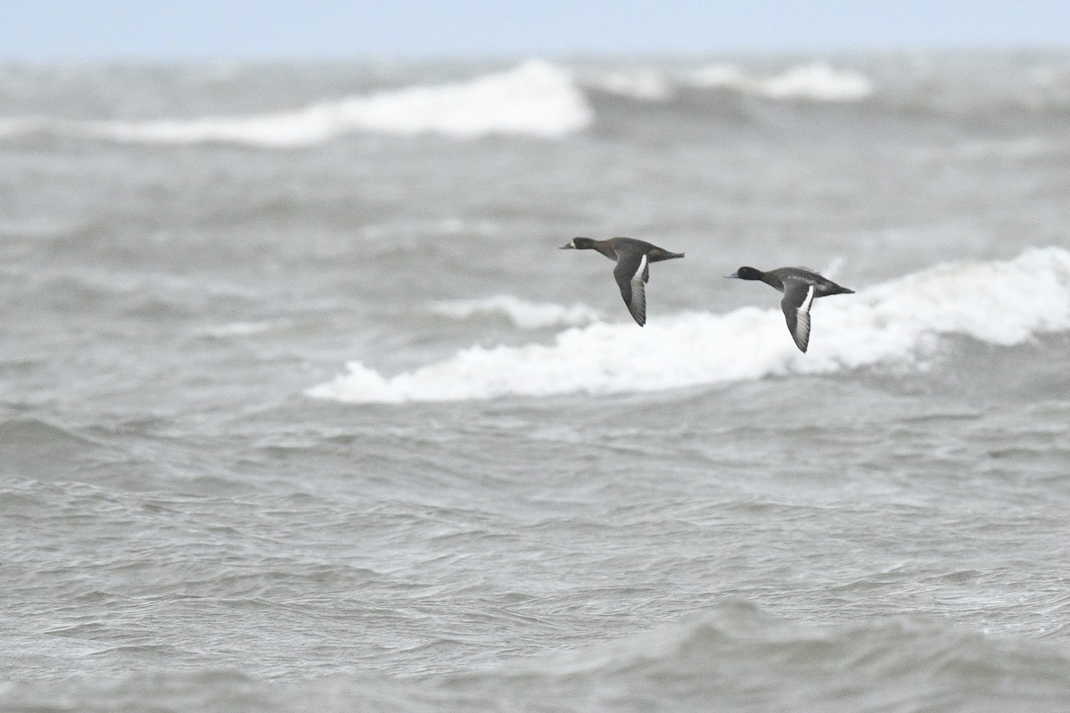 Морская чернеть - ML646591814