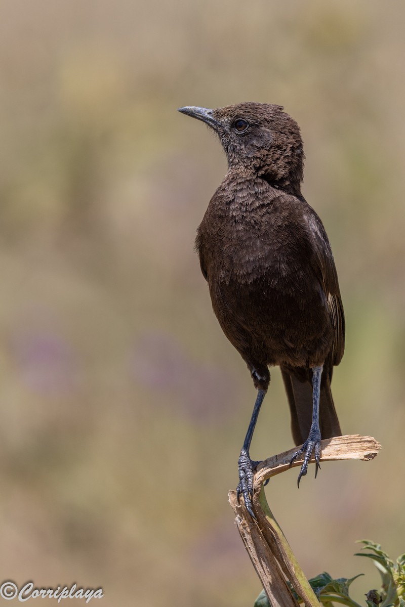 Northern Anteater-Chat - ML646591816