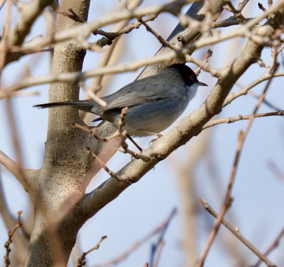 Sardinian Warbler - ML646591818