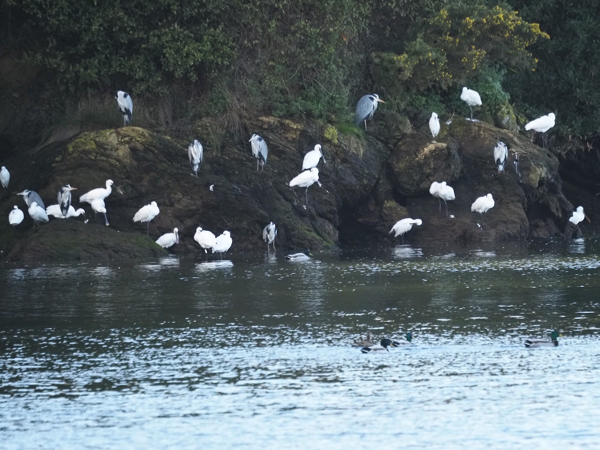 Gray Heron - ML646591825