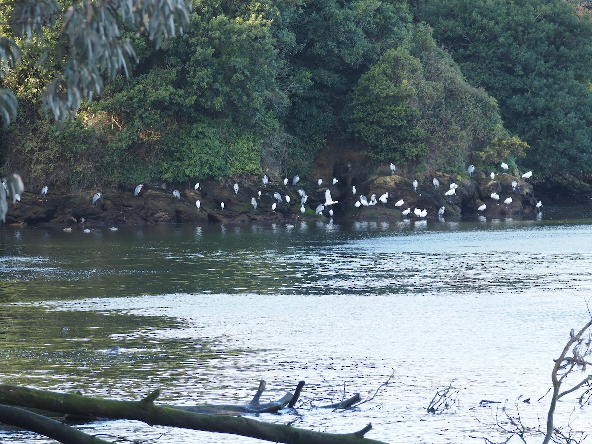 Gray Heron - ML646591826