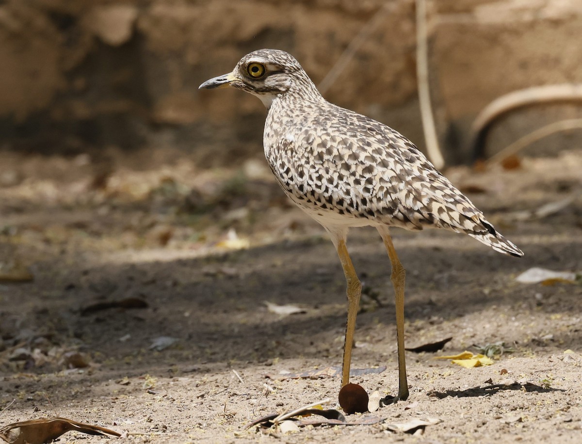 dytík skvrnitý - ML646591827