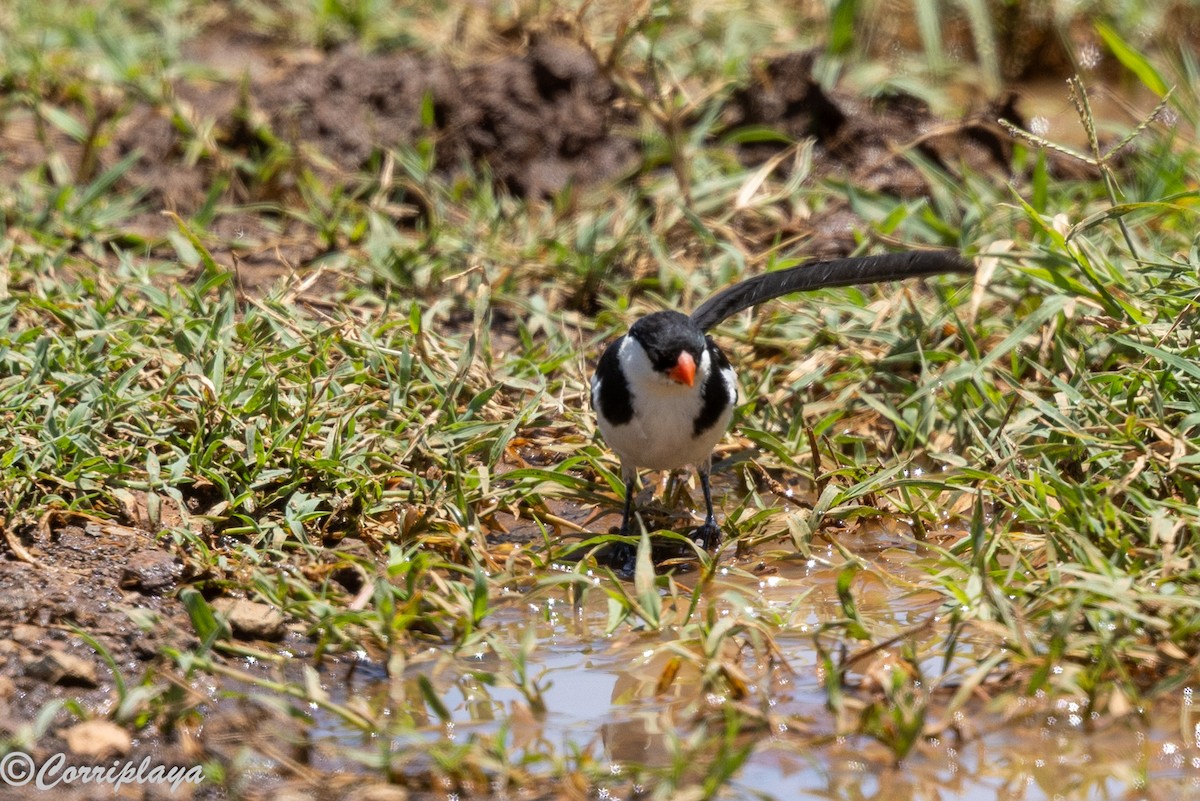 Pin-tailed Whydah - ML646591828