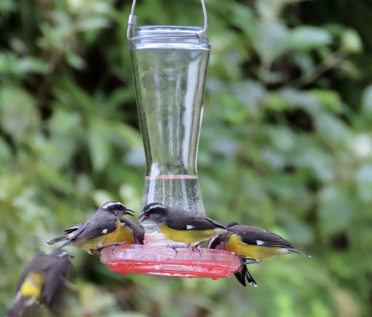 Zuckervogel - ML646591829