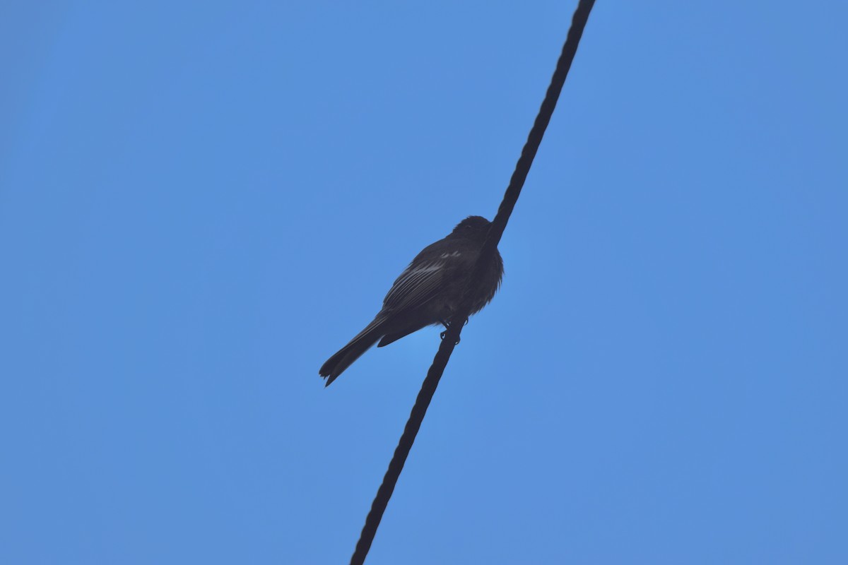 Slaty-capped Flycatcher - ML646591831