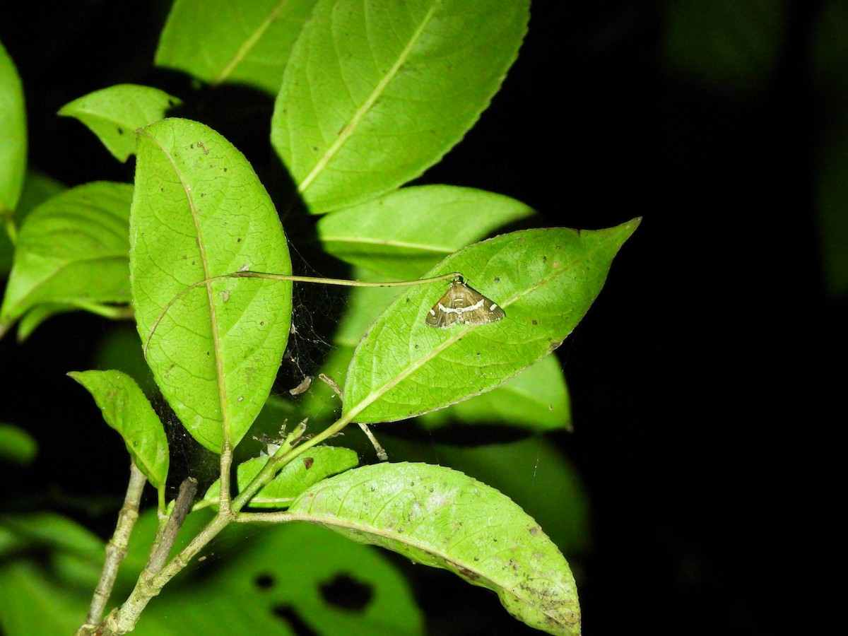 Animals - ML646591832