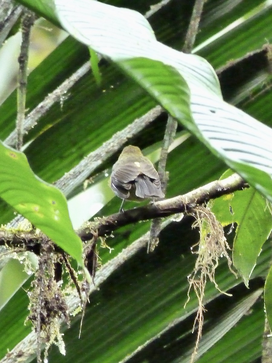 tyranovec ryšavoprsý - ML646591833