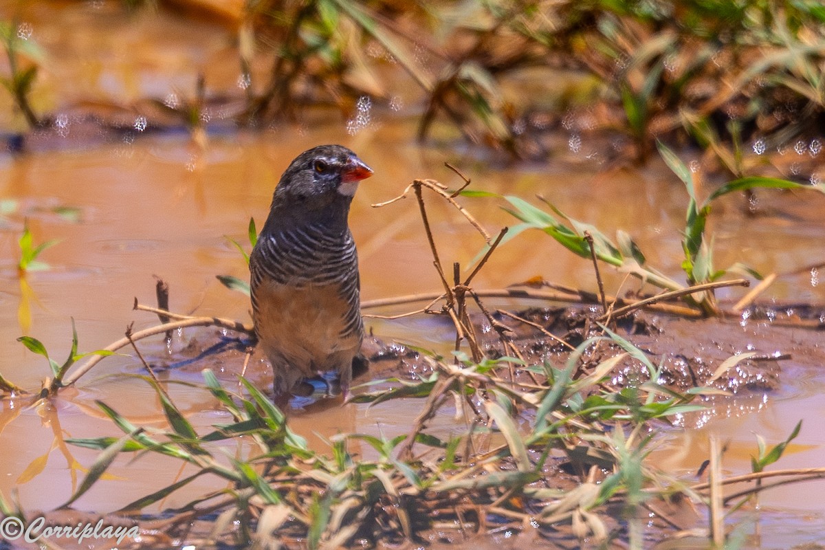 Quailfinch - ML646591836