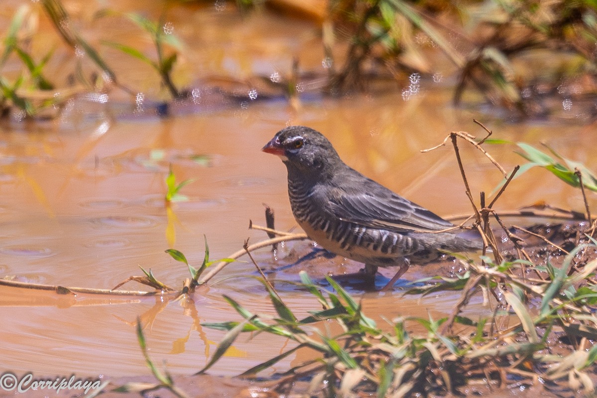 Quailfinch - ML646591837