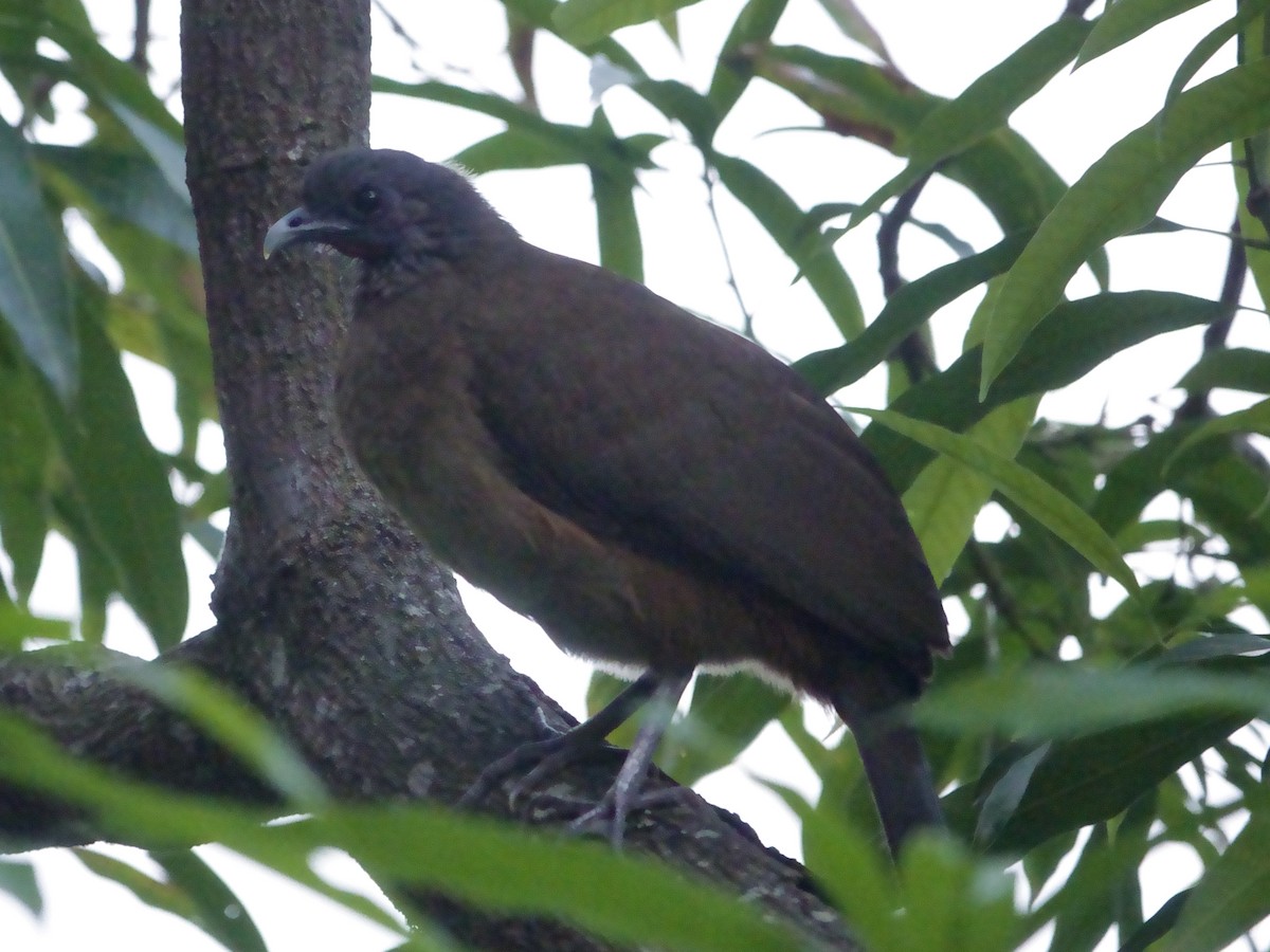 Чачалака рудогуза - ML646591838