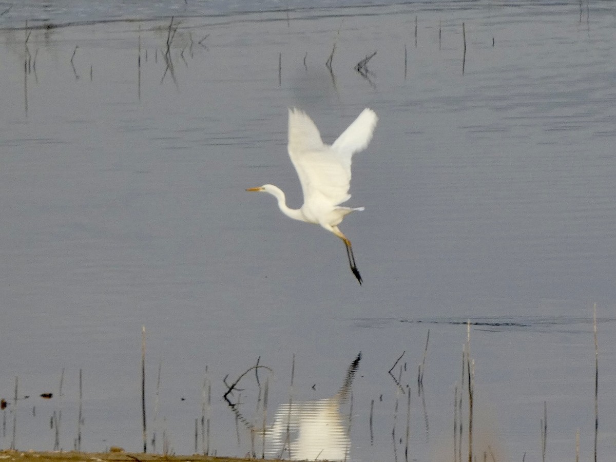 Great Egret - ML646591839