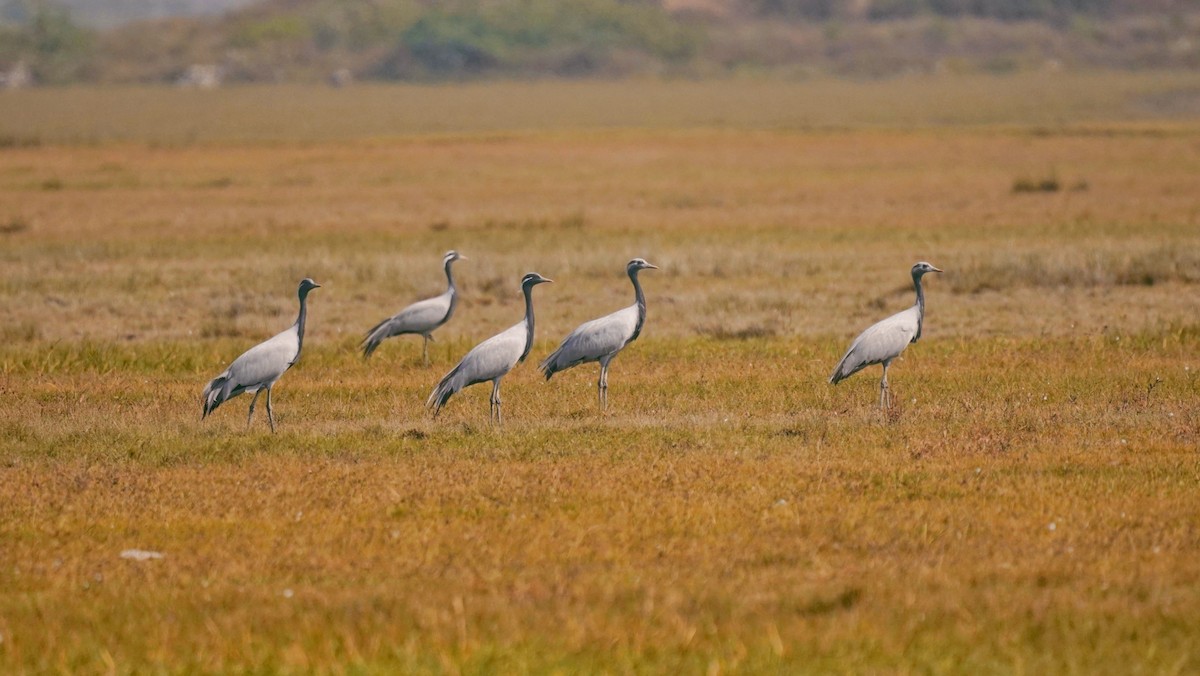 jeřáb panenský - ML646591841