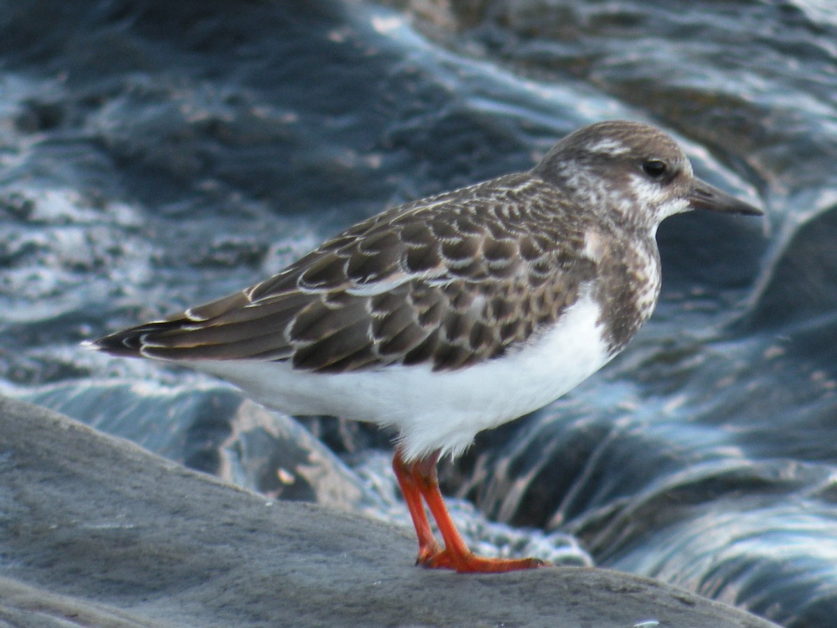 Ruddy Turnstone - ML646591843