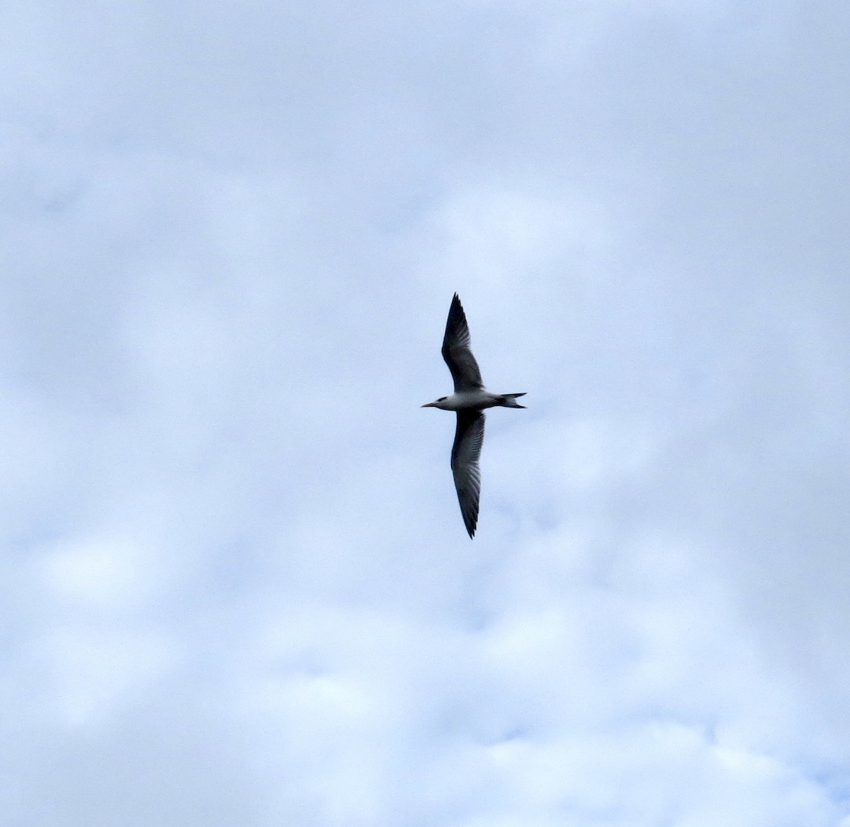 Royal Tern - ML646591845