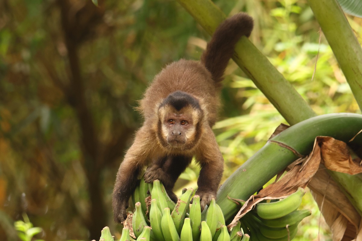 Black capuchin - ML646591846