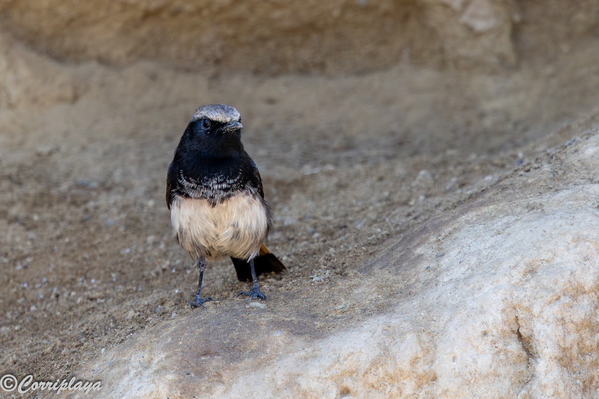 Abyssinian Wheatear - ML646591847