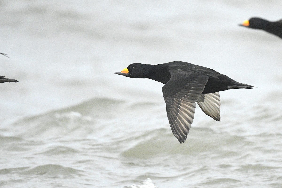 Американская синьга - ML646591849