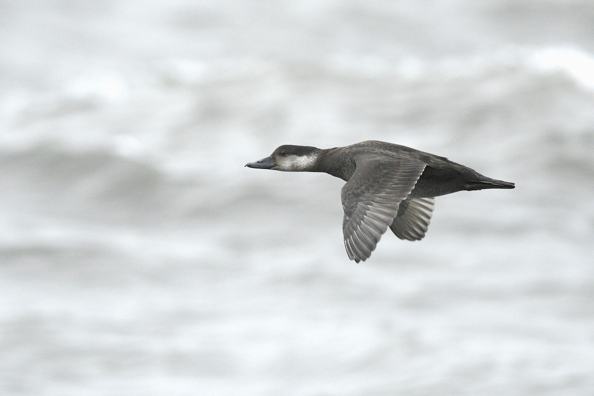 Американская синьга - ML646591850