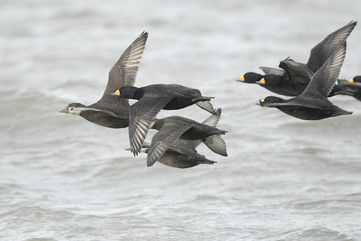 Американская синьга - ML646591851