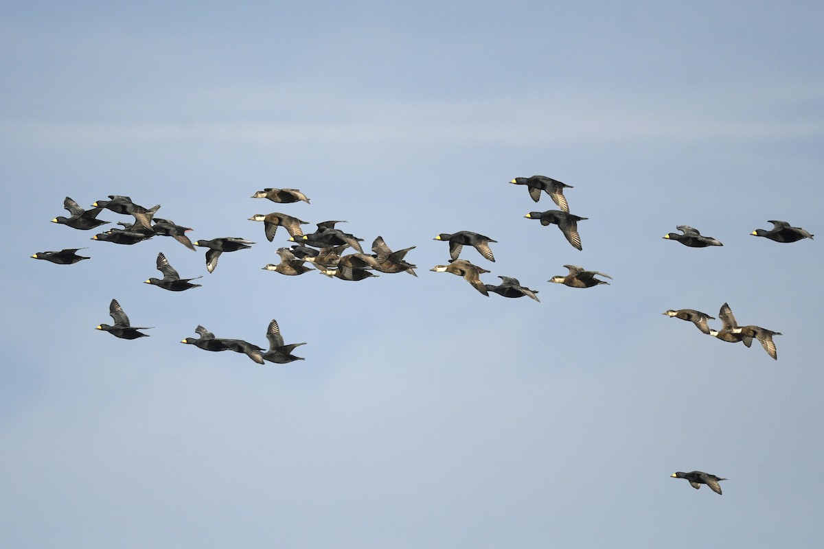 Американская синьга - ML646591853