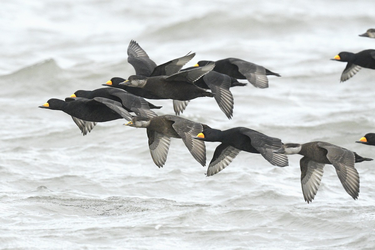 Американская синьга - ML646591854