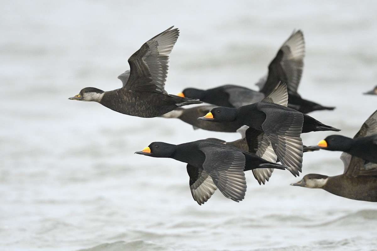 Американская синьга - ML646591855