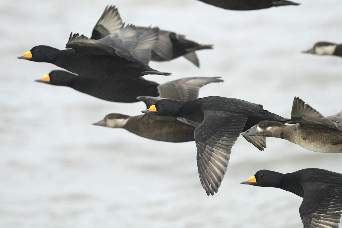 Американская синьга - ML646591857