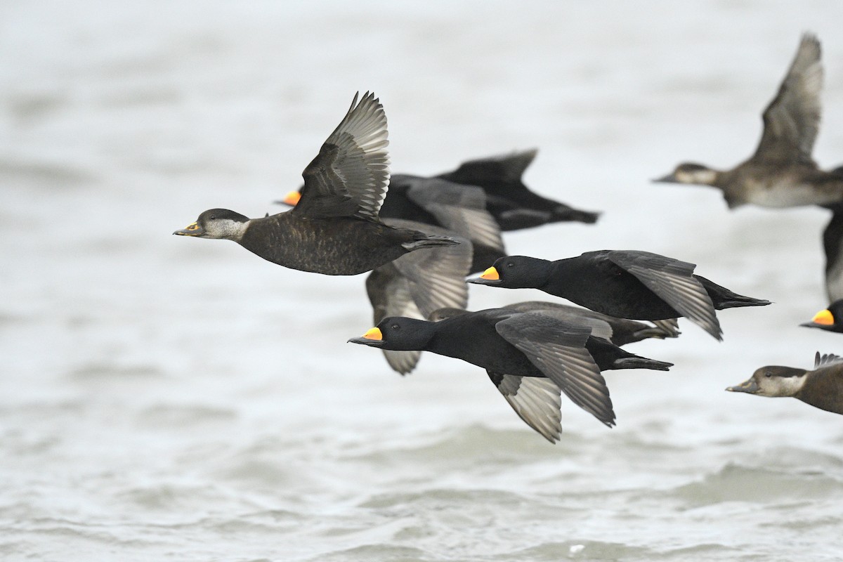 Американская синьга - ML646591858