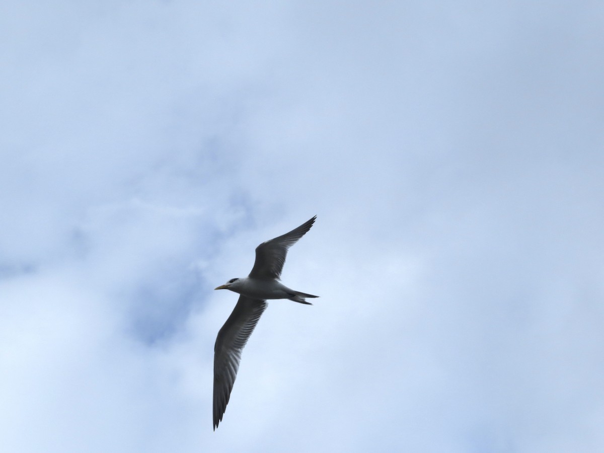 Royal Tern - ML646591860