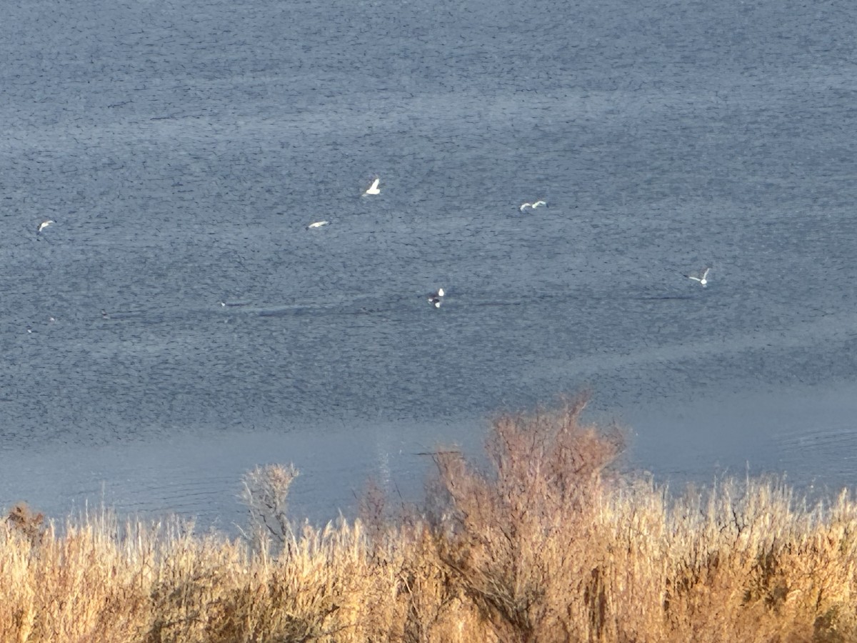 Smergo maggiore - ML646591862