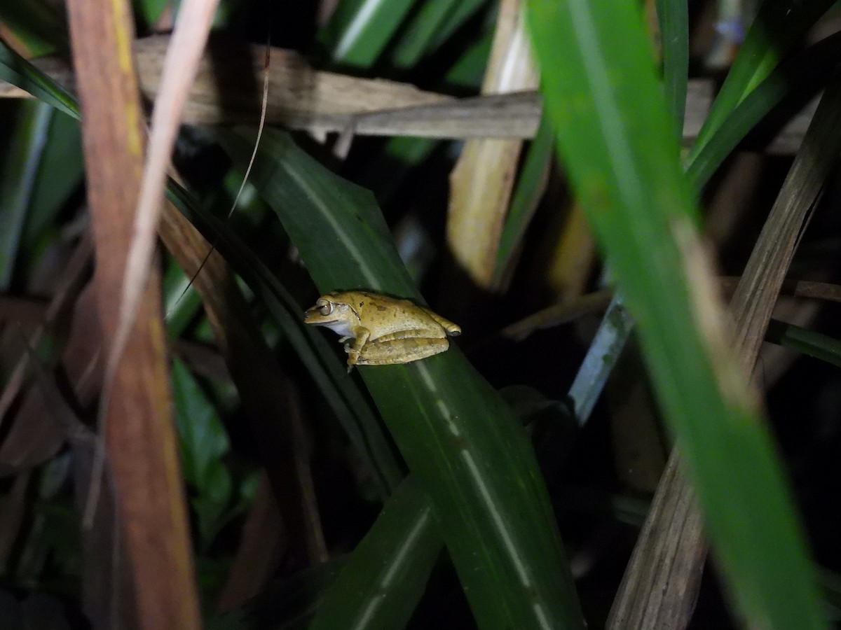 Animals - ML646591863