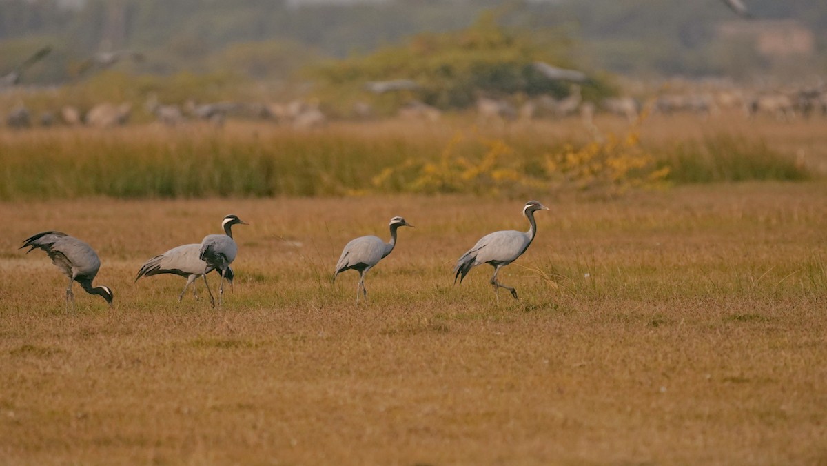 jeřáb panenský - ML646591864