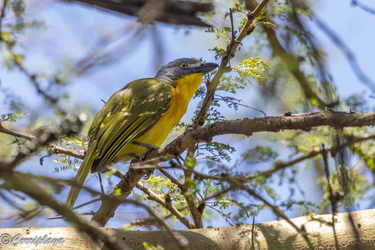 Gray-headed Bushshrike - ML646591865