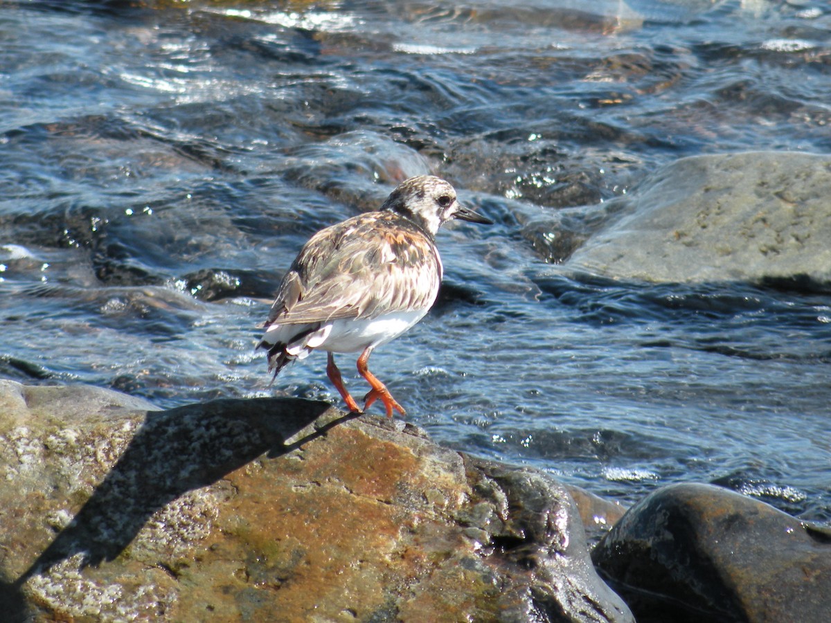 Ruddy Turnstone - ML646591866