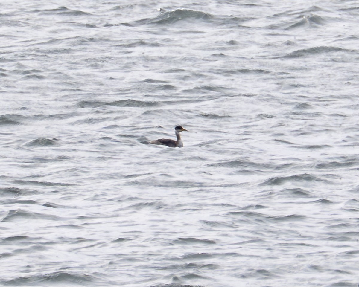 Red-necked Grebe - ML646591868