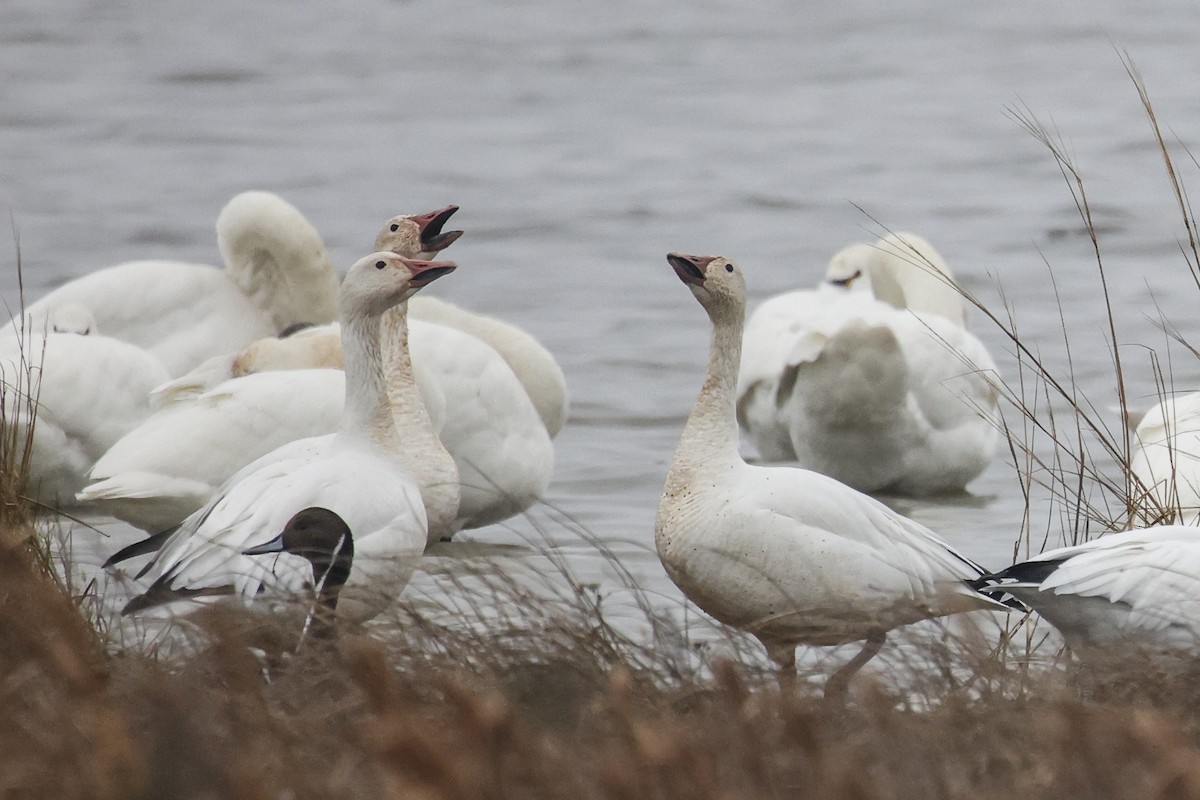 Snow Goose - ML646591869