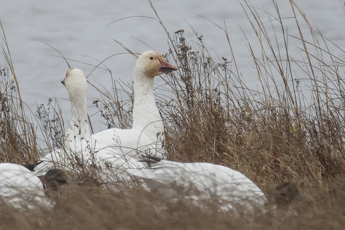 Snow Goose - ML646591870