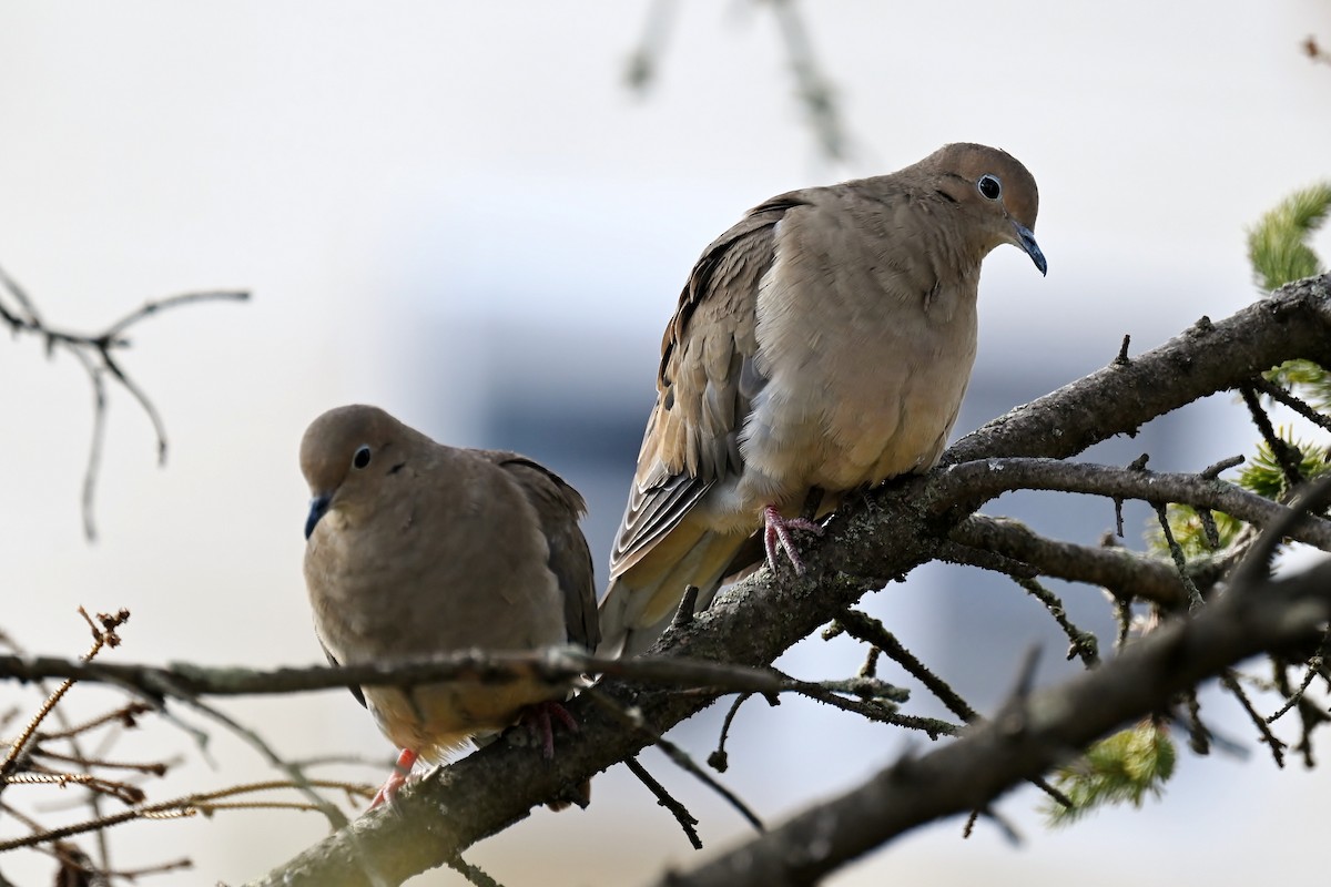 Mourning Dove - ML646591871