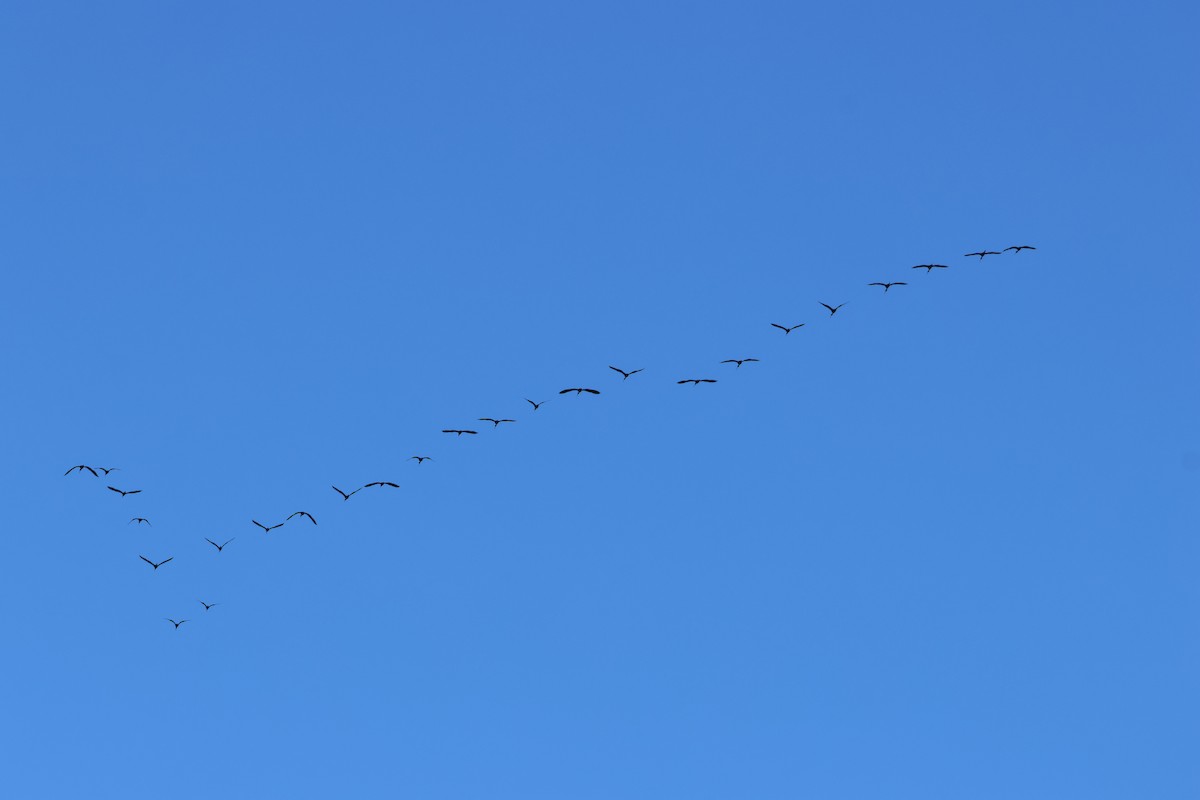 Каравайка - ML646591872