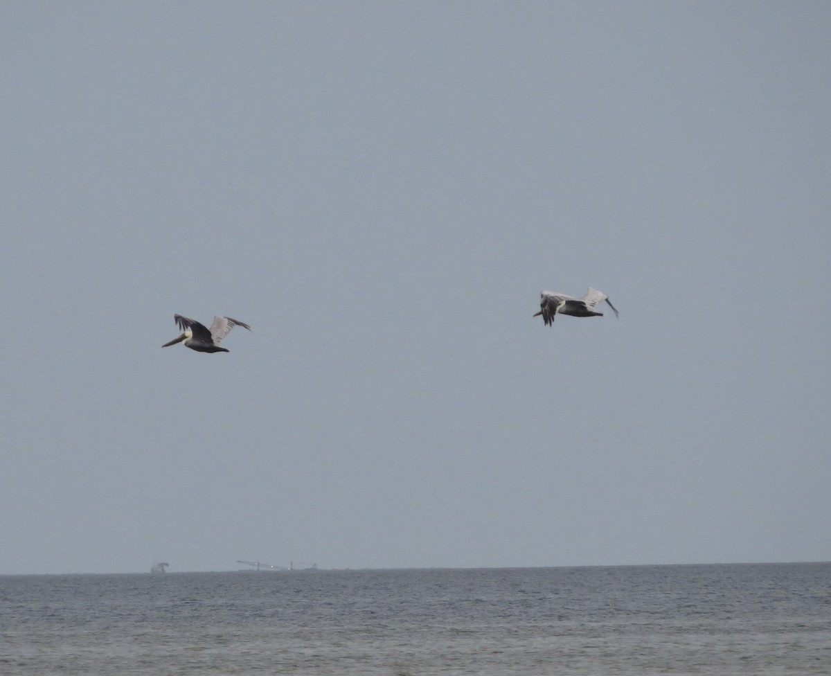 Brown Pelican - ML646591874