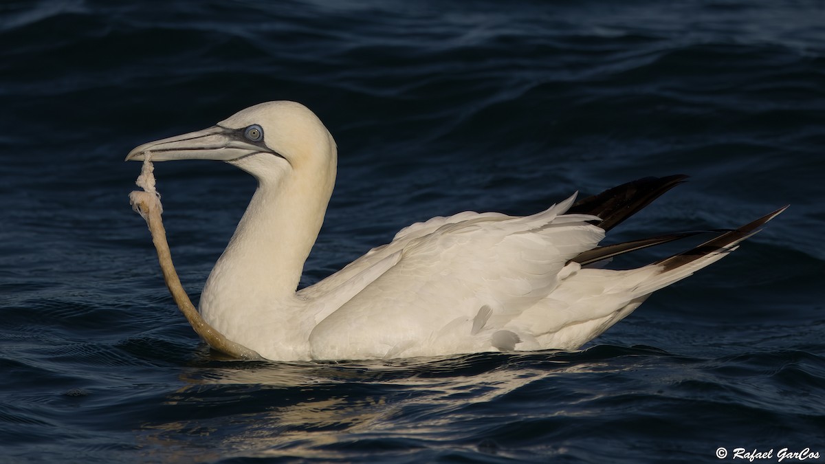 Northern Gannet - ML646591875
