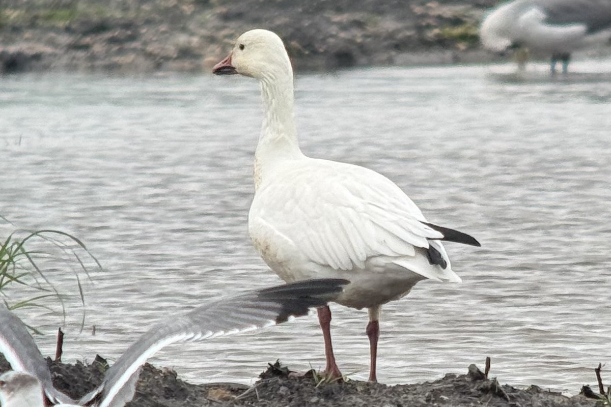 Snow Goose - ML646591876