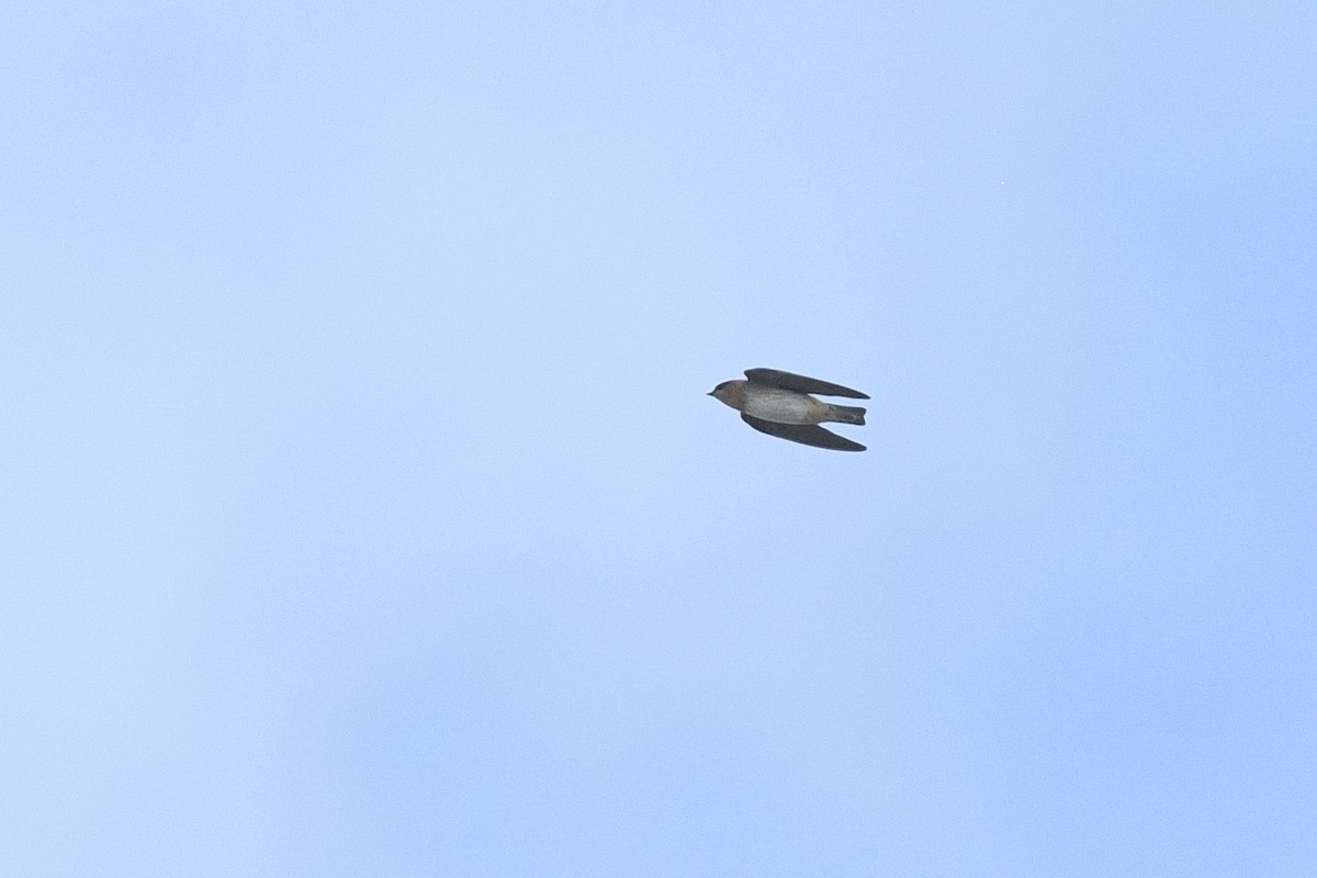 Cave Swallow - ML646591877